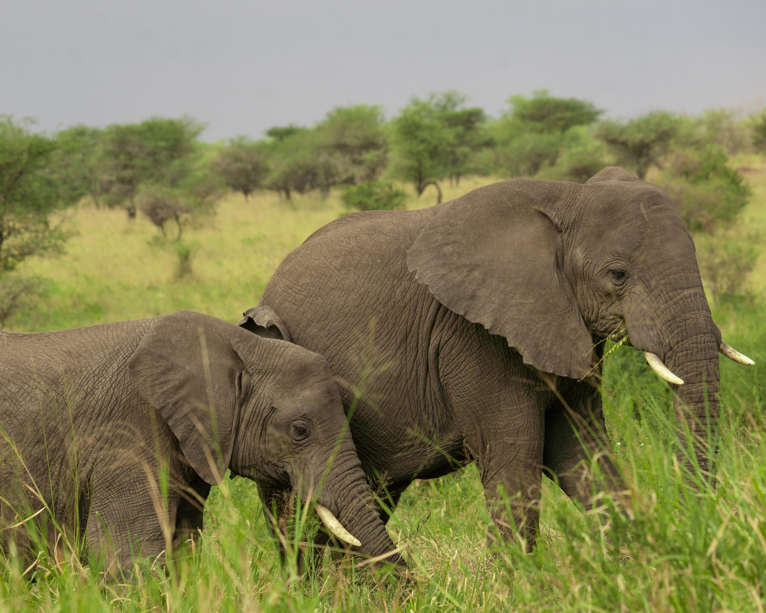 Kitulo Plateau National Park